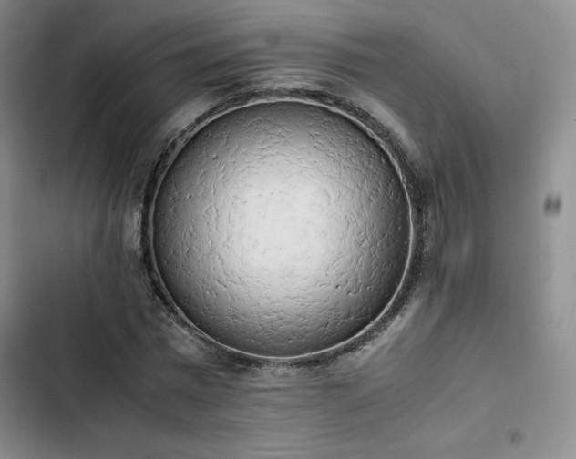 X0000102860777200808251225