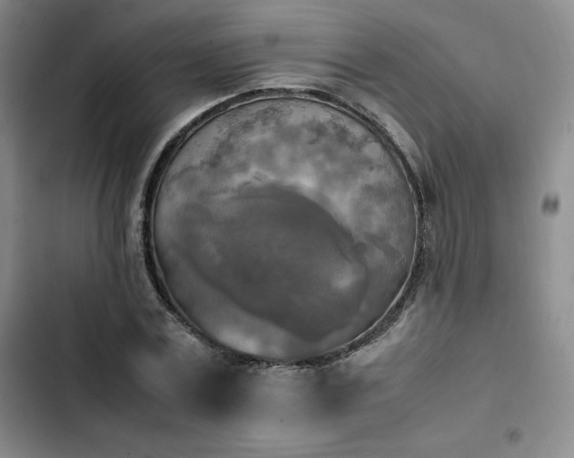 X0000102860779200808251225