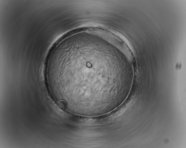 X0000102860783200808251225