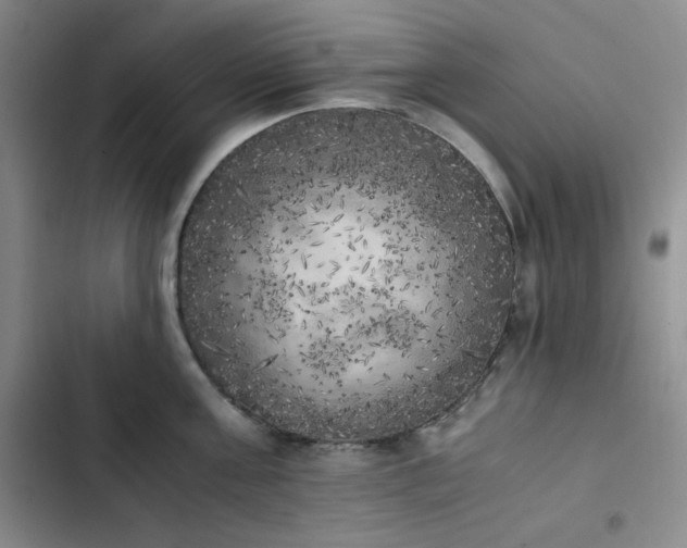 X0000102860811200808251225
