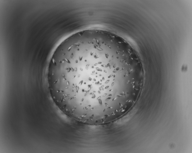 X0000102860816200808251224