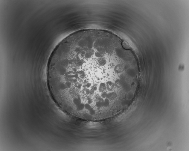 X0000102860839200808251224