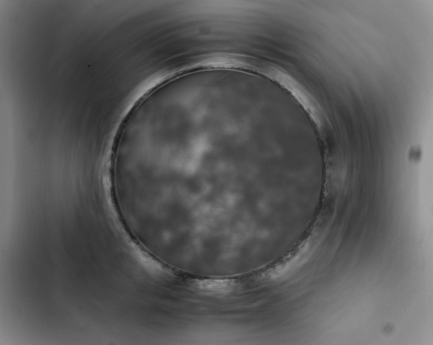 X0000102860853200808251224