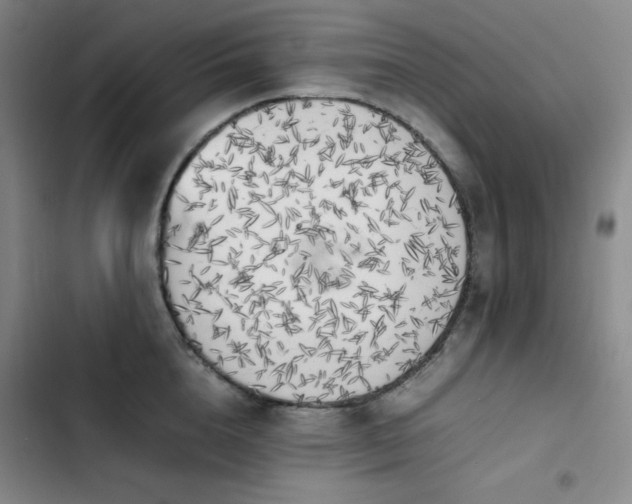 X0000102860856200808251224