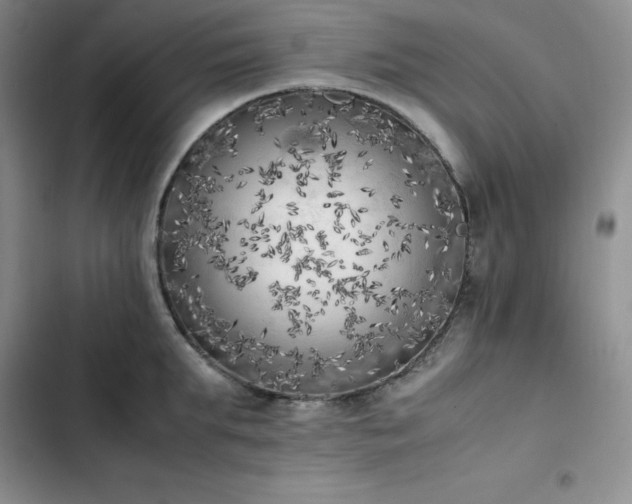 X0000102860903200808251223