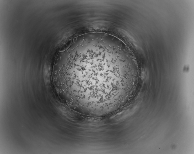 X0000102860915200808251222