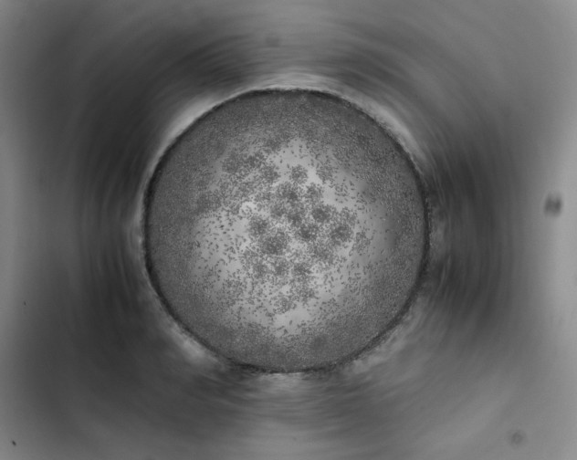 X0000102860990200808251222