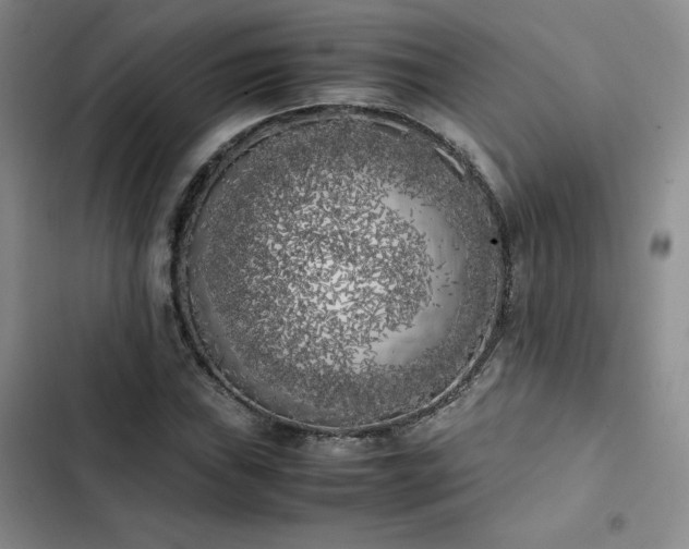 X0000102861019200808251221