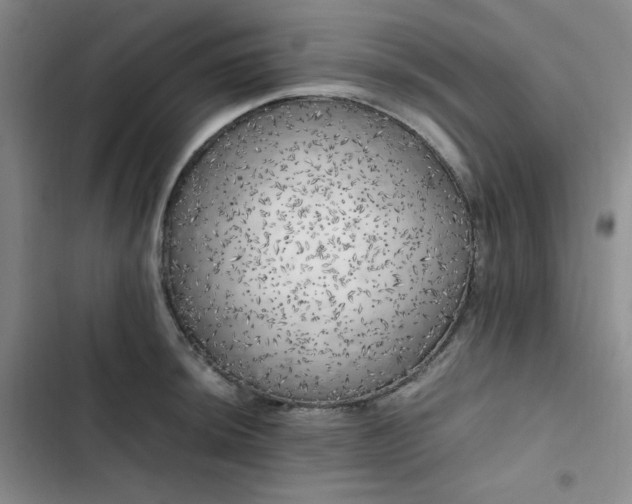 X0000102861044200808251221