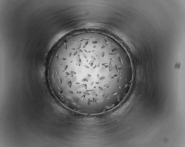 X0000102861066200808251221