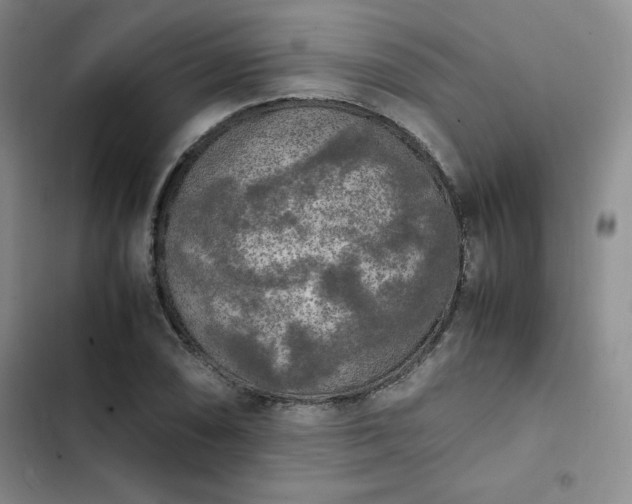 X0000102861074200808251221