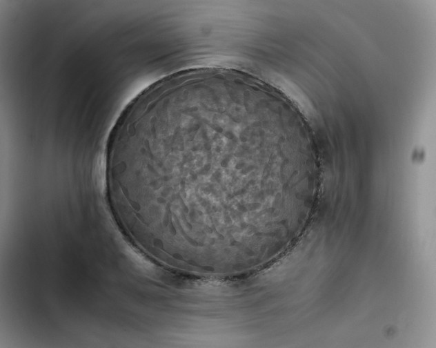 X0000102861079200808251220