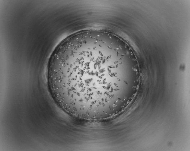 X0000102861083200808251220