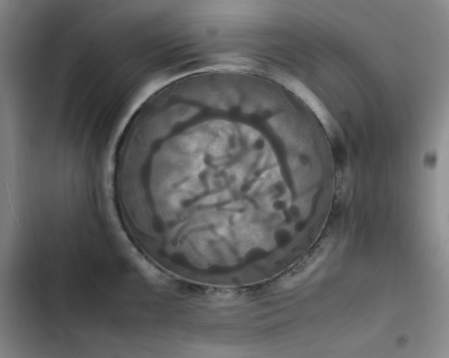 X0000102861099200808251220