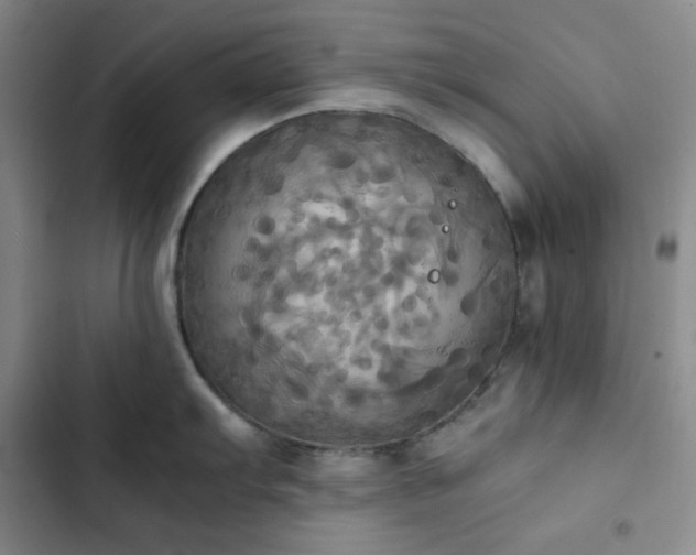 X0000102861103200808251220