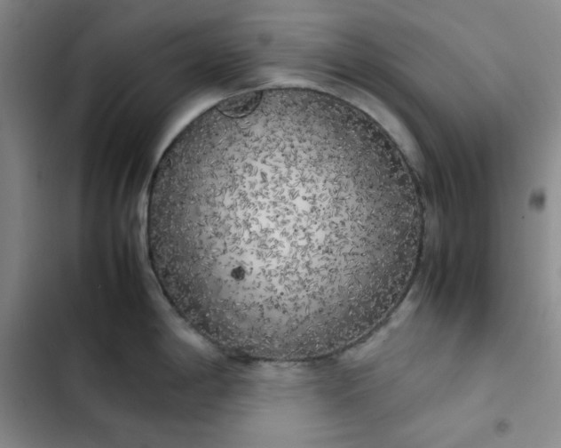 X0000102861198200808251219