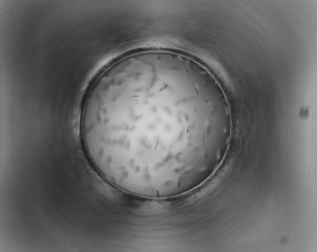X0000102861224200808251218