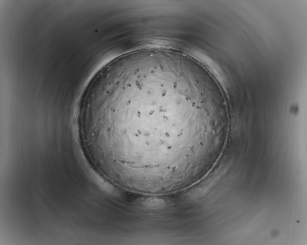 X0000102861235200808251218