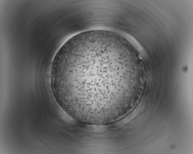 X0000102861244200808251218