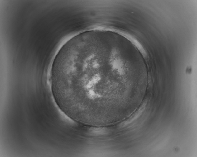 X0000102861247200808251219