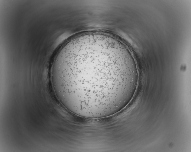 X0000102861259200808251218