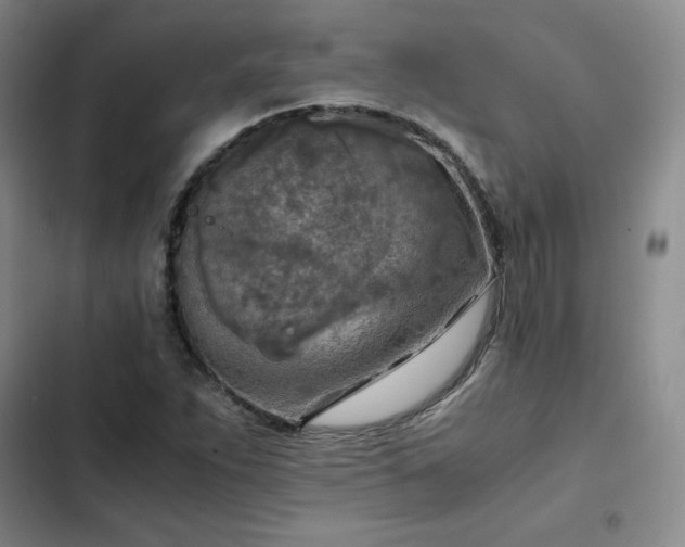 X0000102861263200808251218