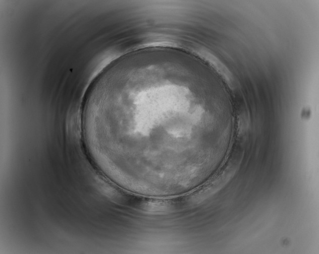 X0000102861274200808251217