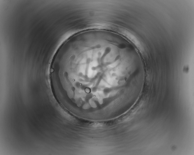 X0000102861283200808251217