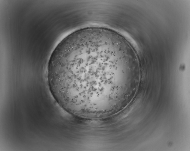 X0000102861287200808251217