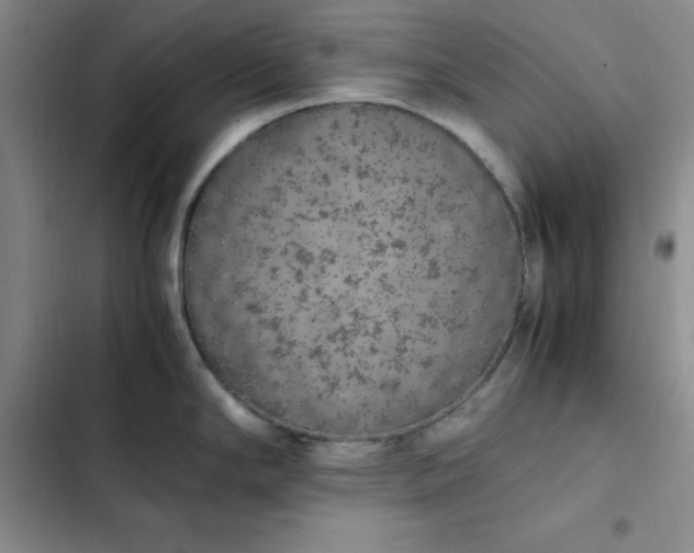 X0000102861294200808251217