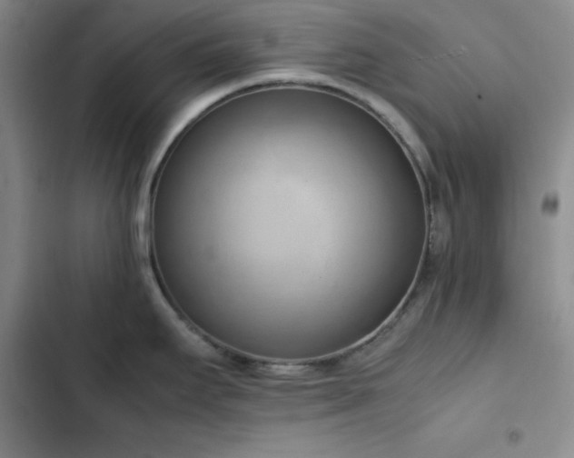 X0000102861295200808251217