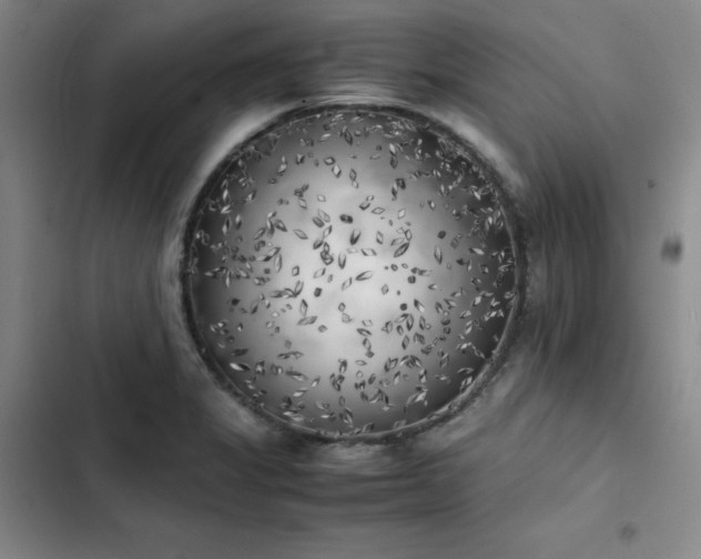 X0000102861325200808251217