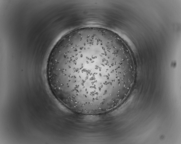 X0000102861333200808251217