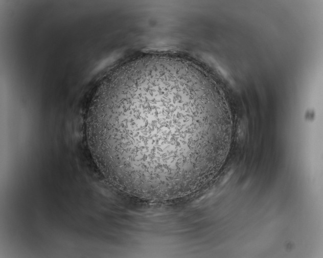 X0000102861350200808251216