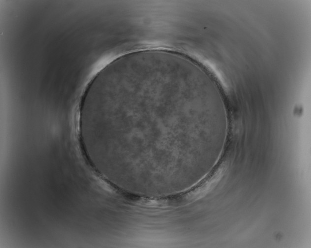 X0000102861365200808251216