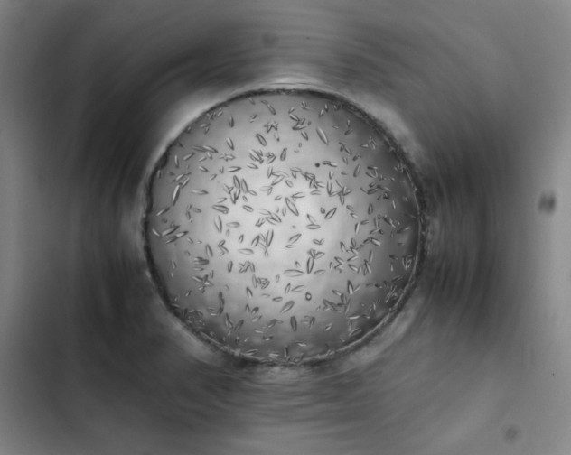 X0000102861374200808251216