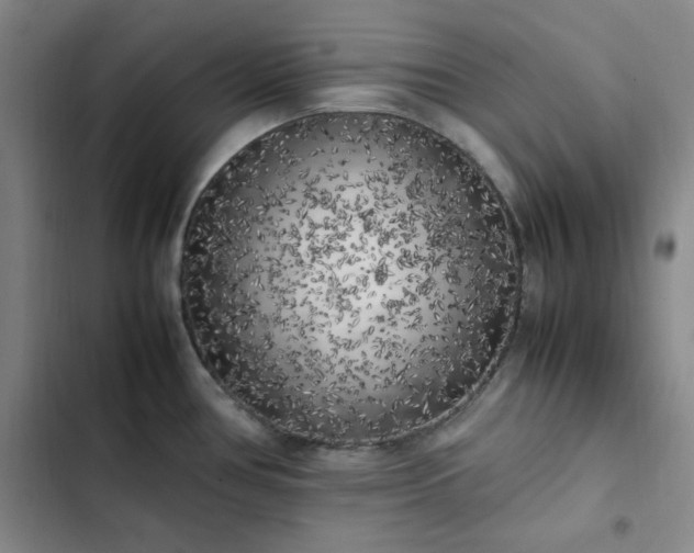 X0000102861386200808251216