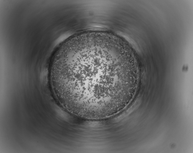 X0000102861402200808251215