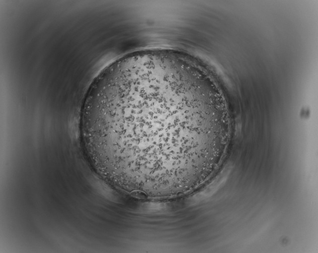 X0000102861409200808251215