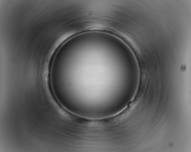 X0000102861418200808251215