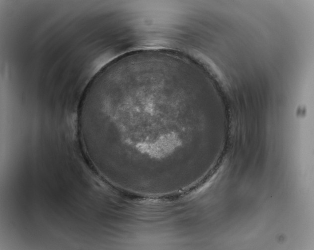 X0000102861457200808251215