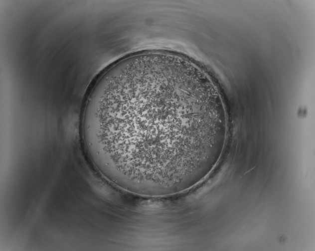 X0000102861505200808251214