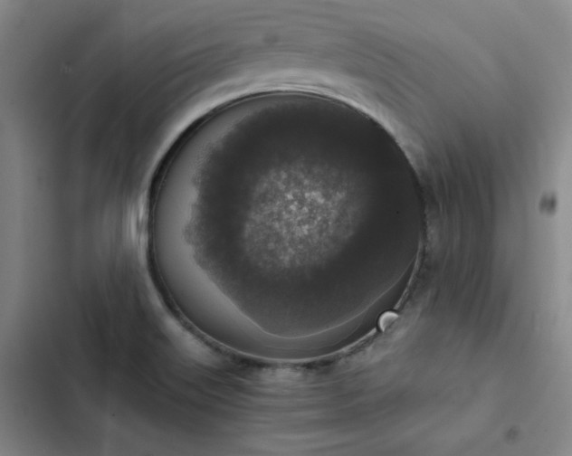 X0000102861515200808251214