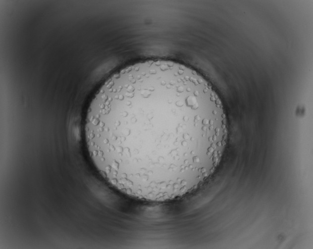 X0000102860068200809021434