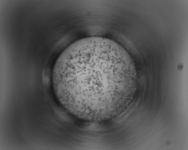 X0000102860074200809021434