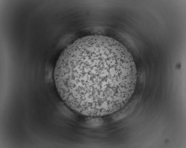 X0000102860185200809021433