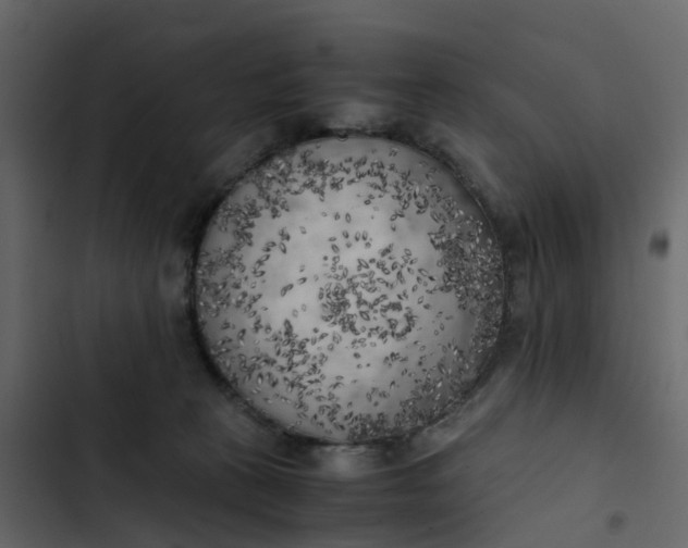 X0000102860273200809021431