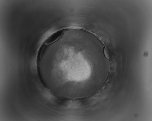 X0000102860296200809021431