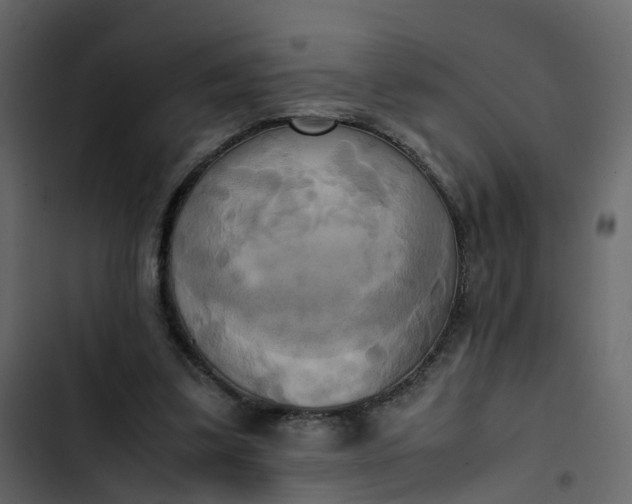 X0000102860299200809021431