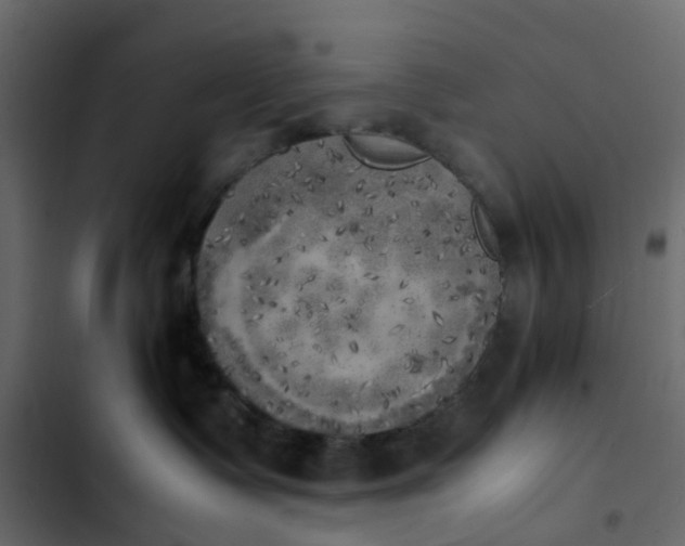 X0000102860335200809021430